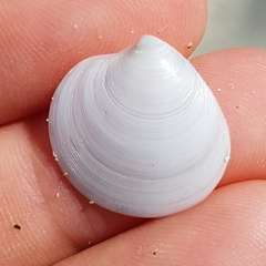 Dosinia lupinus