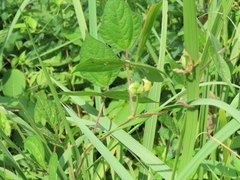 Vigna angularis nipponensis