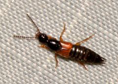 Staphylinidae