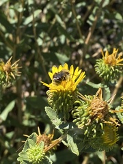 Diadasia