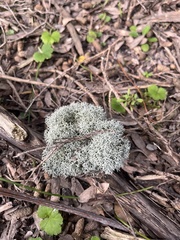 Cladonia confusa