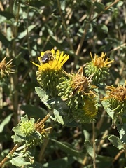 Diadasia