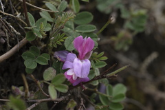 Indigofera heterantha