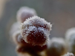 Chenopodium curvispicatum