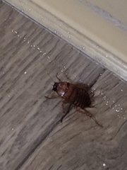 Periplaneta americana