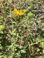 Grindelia