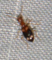 Stricticomus tobias