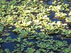 Pistia stratiotes