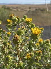 Grindelia