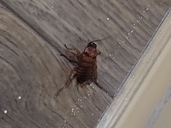 Periplaneta americana