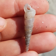 Turritellinella tricarinata