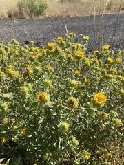 Grindelia