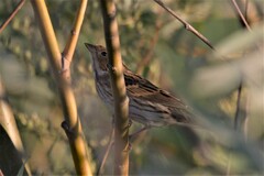 Emberiza pusilla