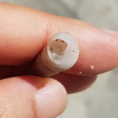 Turritellinella tricarinata