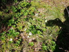 Rubus chamaemorus