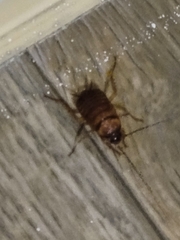 Periplaneta americana