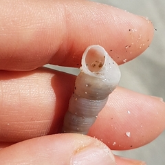 Turritellinella tricarinata