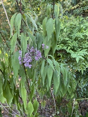 Eutrochium maculatum