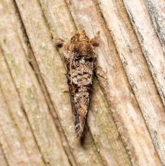 Acrolophus piger