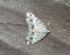 Macaria graphidaria