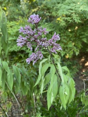 Eutrochium maculatum