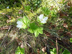 Rubus chamaemorus