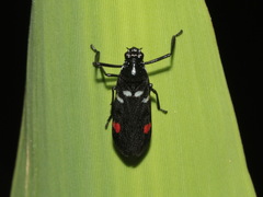 Callitettix versicolor