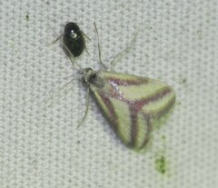 Microtheoris vibicalis