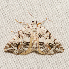 Macaria graphidaria