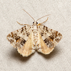 Macaria graphidaria
