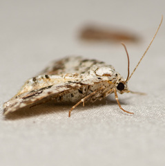 Macaria graphidaria