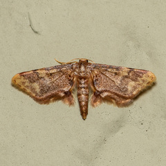 Idaea furciferata
