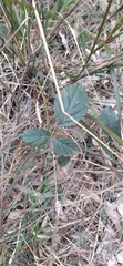 Rubus fruticosus