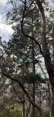 Pinus radiata