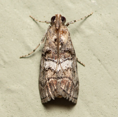 Pococera maritimalis