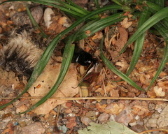 Harpalus rufipes