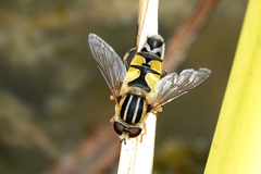 Helophilus trivittatus