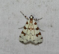 Conchylodes octonalis