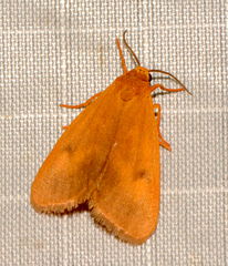 Virbia aurantiaca