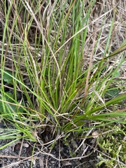 Carex breviculmis