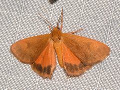 Virbia aurantiaca