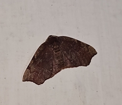 Achrosis