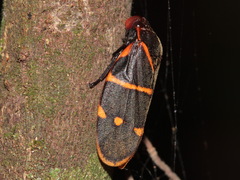 Phymatostetha triseriata