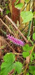 Aechmea gamosepala