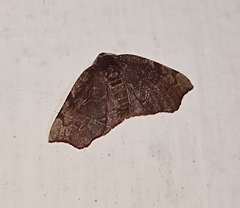 Achrosis