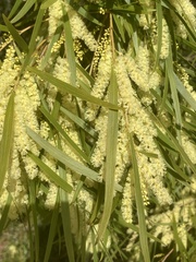 Acacia