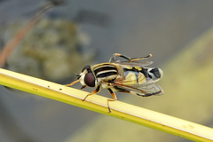 Helophilus trivittatus