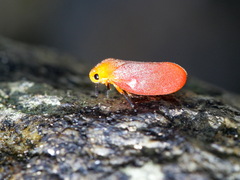 Eoscarta borealis