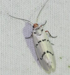 Enaemia atrolinea