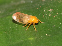 Eoscarta